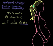 Maternal changes in pregnancy